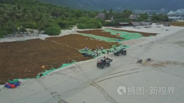 皮卡驱动器沿着海滩与干燥海藻视频