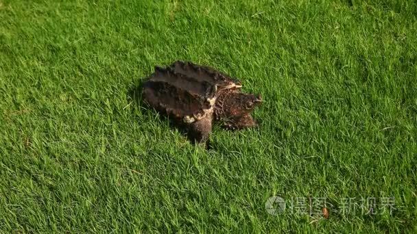 鳄鱼鳄龟视频