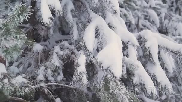 俄罗斯冬季松林