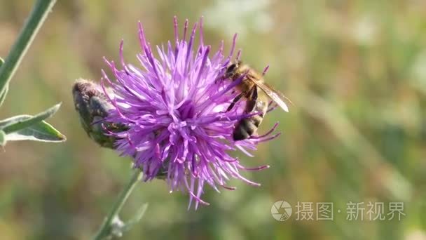 对紫蓟花蜜蜂采集花蜜视频