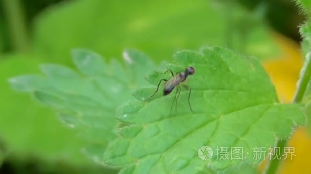 宏昆虫在它们的自然栖息地