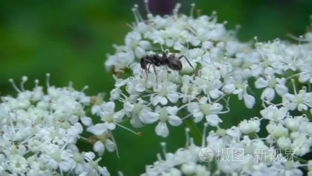 宏昆虫在它们的自然栖息地视频