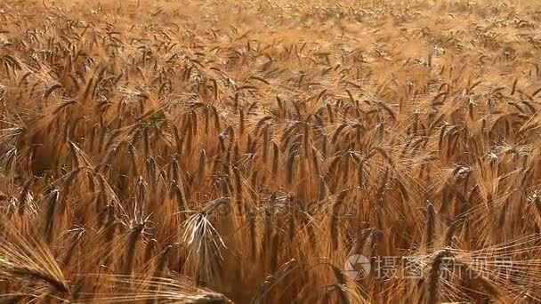 成熟的小麦在该字段中视频