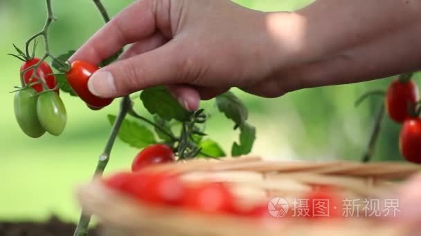 手采摘西红柿从植物到菜地，柳条篮