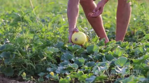 年轻的农夫收割成熟橙色瓜场的有机生态农场