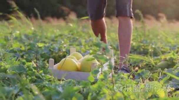 鲜黄色瓜场上的木盒，男人把西瓜放入框，特写