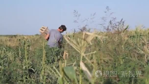 年轻的农夫用木盒牵手收获成熟的玉米棒子场上