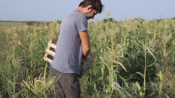 年轻的农夫用木盒牵手收获成熟的玉米棒子场上