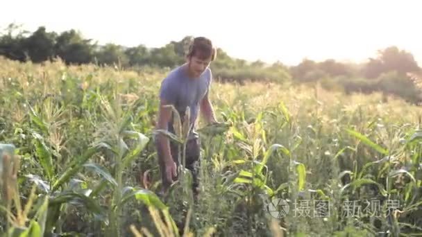 年轻的农夫在玉米田有机生态农场收集甜玉米棒子