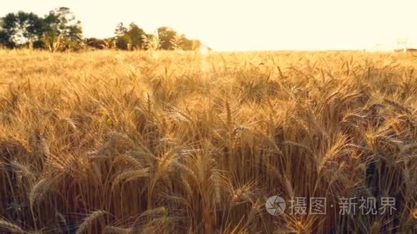 小麦或大麦场日落视频