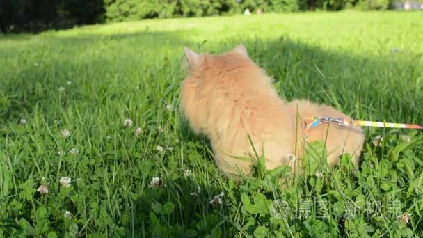 红猫_红猫视频大全_红猫视频合集_摄图新视界