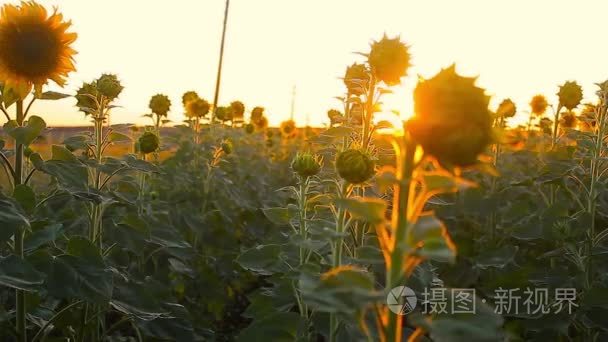 在日落背景上盛开的向日葵田视频