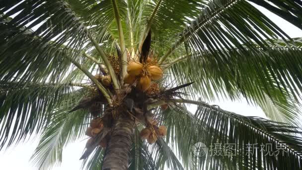 椰子椰子树视频