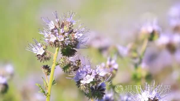 一个有笔记本电脑的程序员坐在屋顶上，在日落时写代码。 远程工作自由职业者。 工作自由。 打字视频