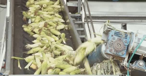 玉米加工厂视频