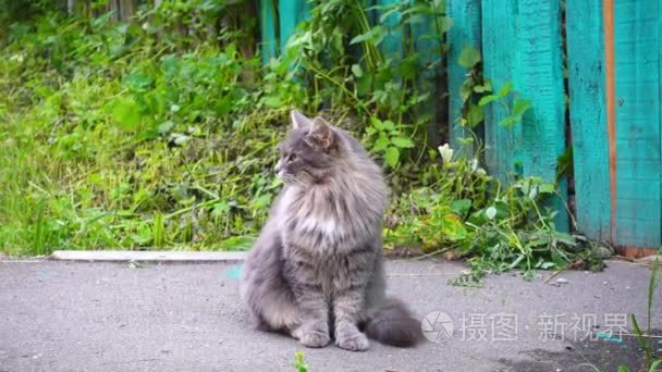猫坐在乡间小路上视频
