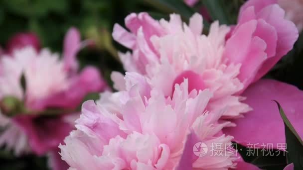 在花坛上的粉色牡丹花卉微距视频