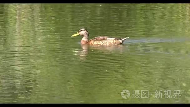 水鸟在水中的游泳和潜水视频