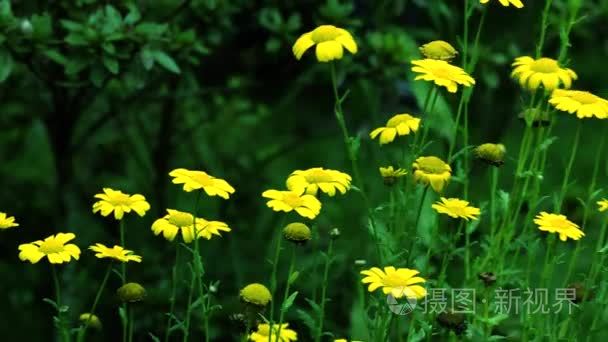 在绿色的草地野生每日花视频