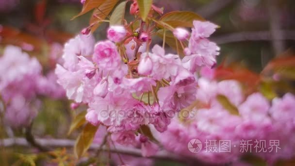 日本樱花盛开的季节的开始