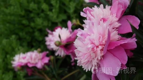 在花坛上的粉色牡丹花卉微距视频