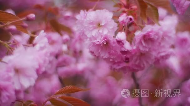 日本樱花开花季节视频