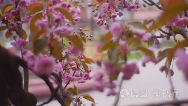 在城中心公园的粉红色苹果树的花朵