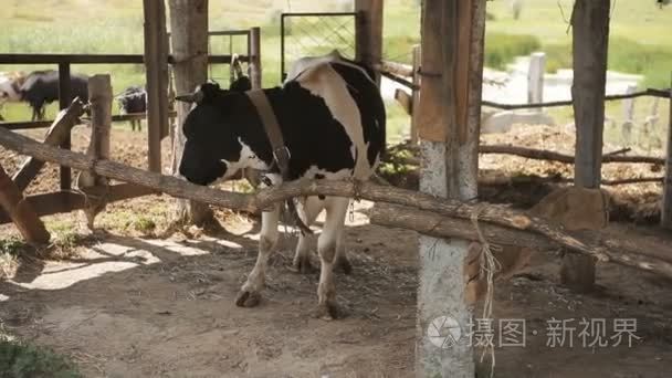 上奶牛场在牛棚里的牛群视频