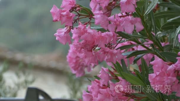 在粉红色的花朵在下雨视频