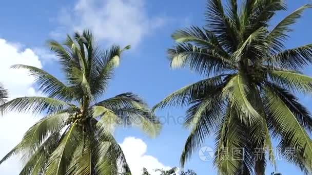 椰子树在阳光灿烂的日子视频