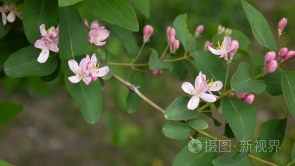 忍冬花在春天的季节里的树枝上视频