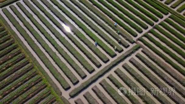 洋葱耕地和农民的顶视图画面视频