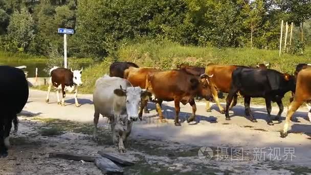 在道路上行走的牛视频