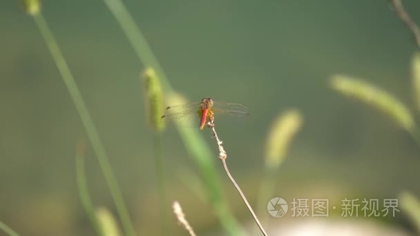 在湖的红蜻蜓视频