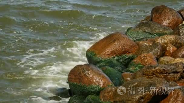 岸边的海绿色海藻与水中的石头上长满青苔