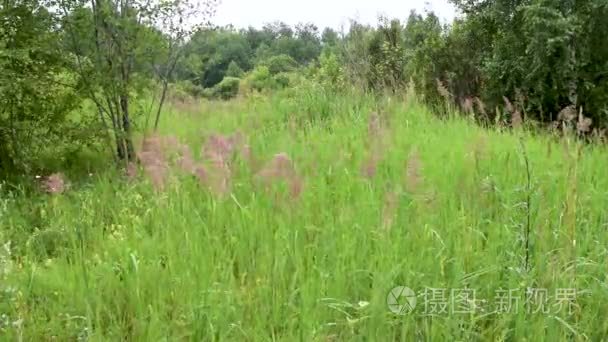 野生草甸草现场