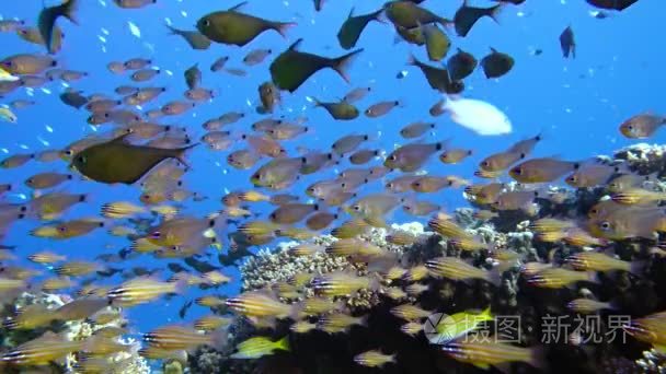 纤细的 cardinalfish Rhabdamia 股薄肌在埃及水下游泳视频