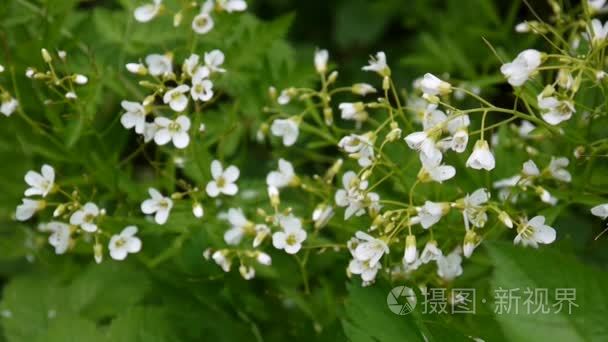 碎米荠小小核心领域的白花