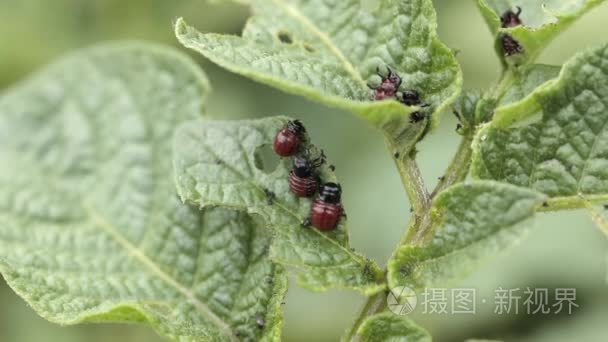 科罗拉多马铃薯甲虫吃马铃薯叶子