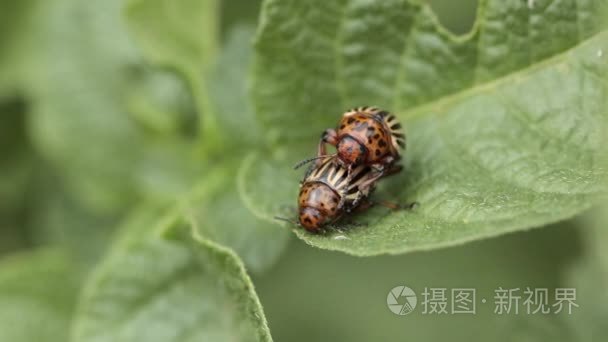 科罗拉多马铃薯甲虫吃马铃薯叶子