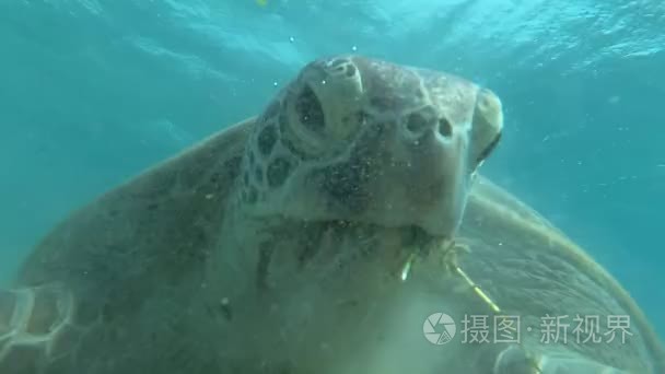 海龟在海里游泳。红海。马萨阿拉姆视频