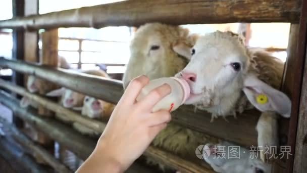 手给可爱的羊喂牛奶瓶视频