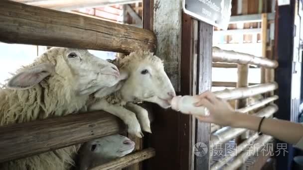 手给可爱的羊喂牛奶瓶视频