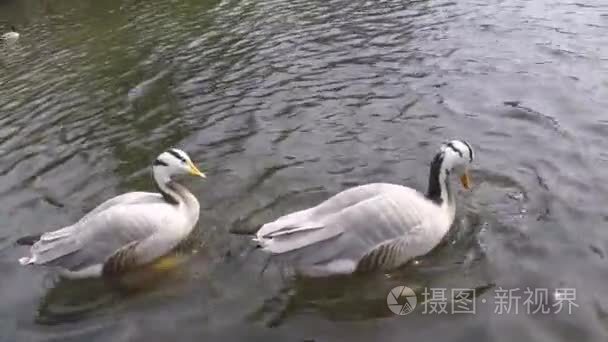 两只鹅，潜水觅食