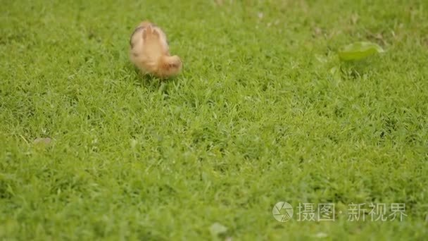 一只母鸡在绿色草地上小鸡视频