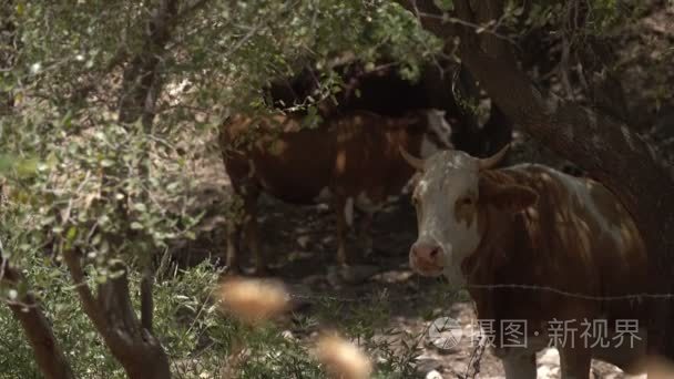母牛在树荫下在干旱的以色列视频