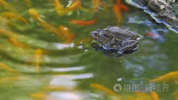 两只青蛙在池塘里视频