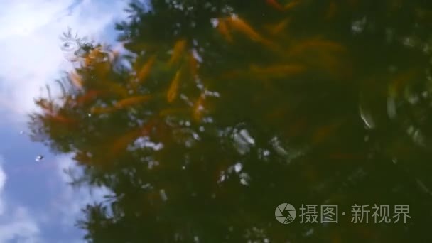 鱼浮上水面的池塘视频