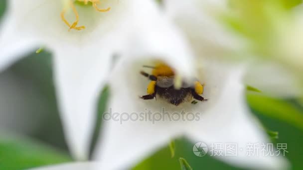 大黄蜂上风铃花视频