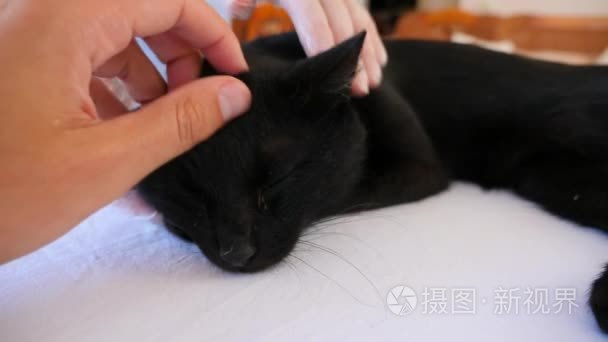 兽医检查猫一家兽医诊所的医生。4 k.慢动作